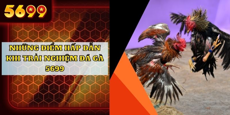 Những điểm hấp dẫn khi trải nghiệm đá gà 5699